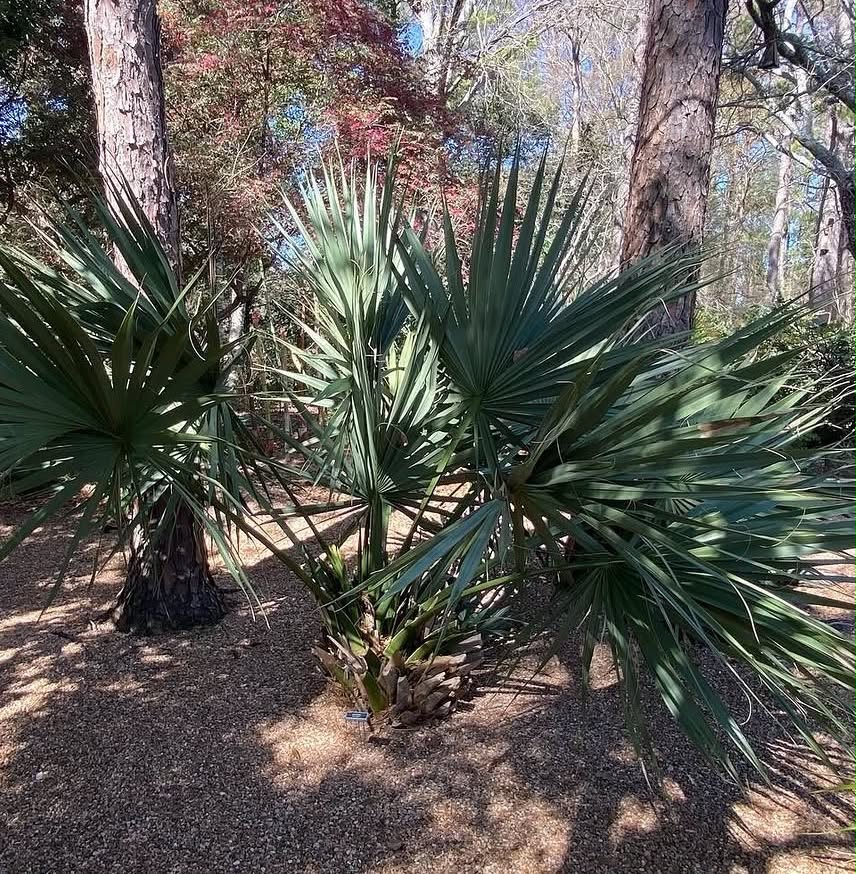 Sabal tamaulipensis - skutečně mrazuvzdorná palma