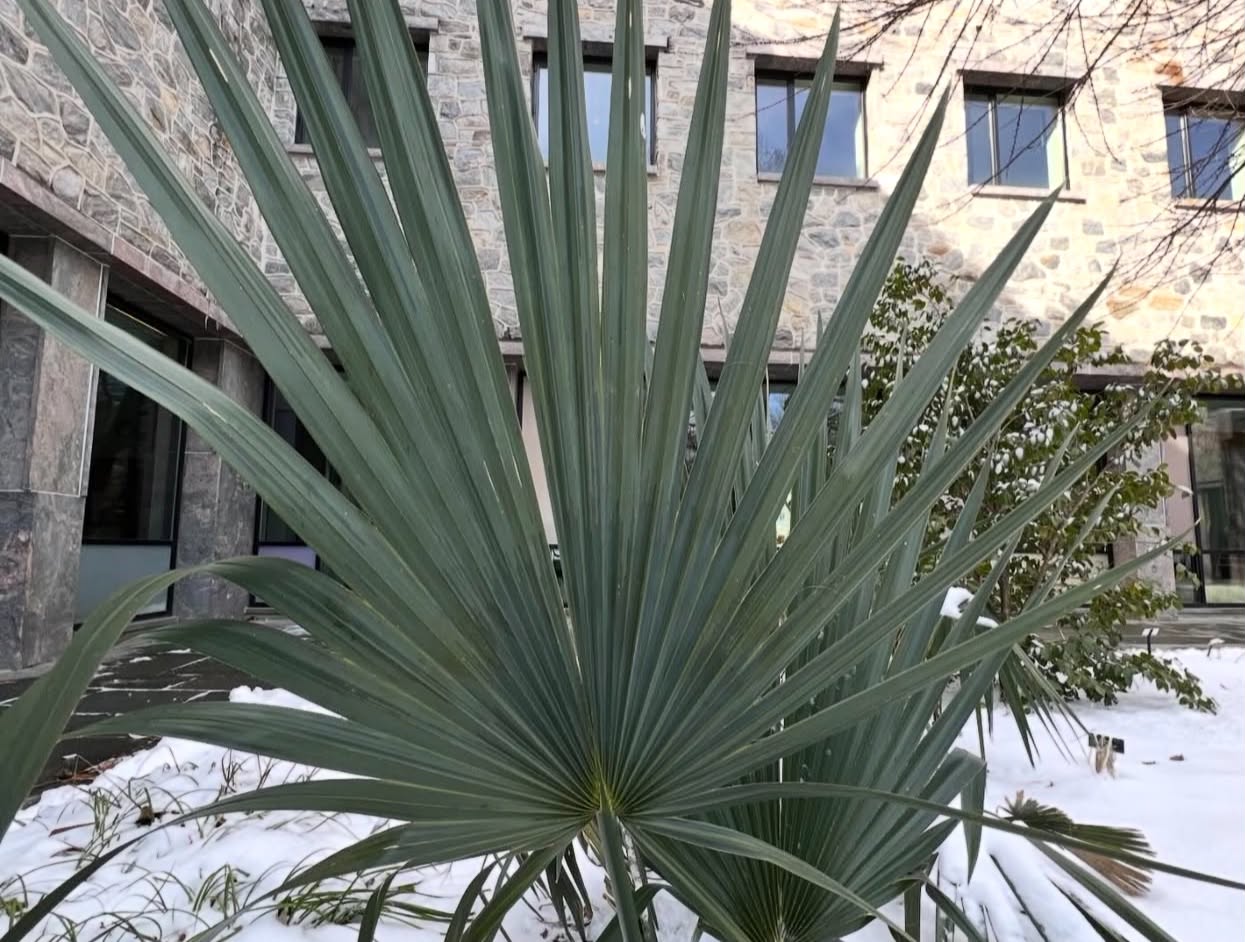 Sabal minor "Cape Hatteras" - skutečně mrazuvzdorná palma