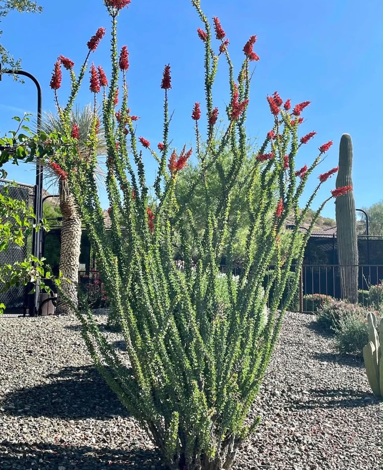 Fouquieria splendens - Ocotillo 