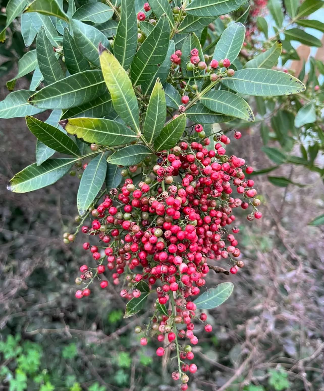 Pepřovec brazilský - Schinus terebinthifolius, růžový pepřovník