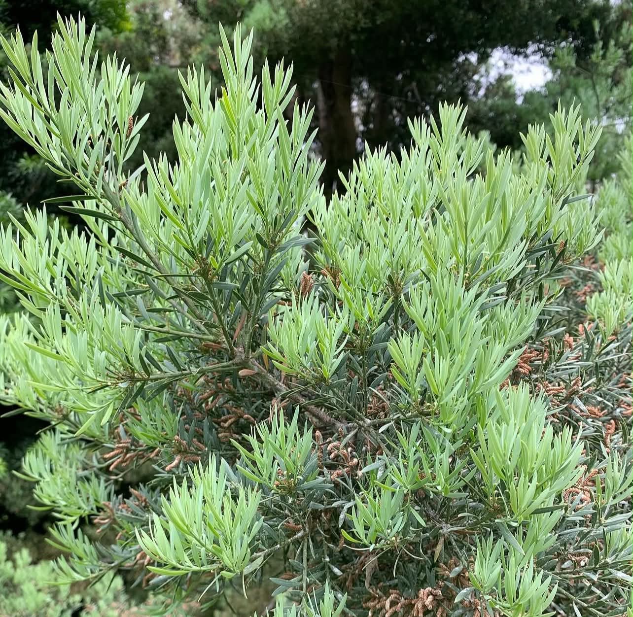 Nohoplod - Podocarpus elongatus