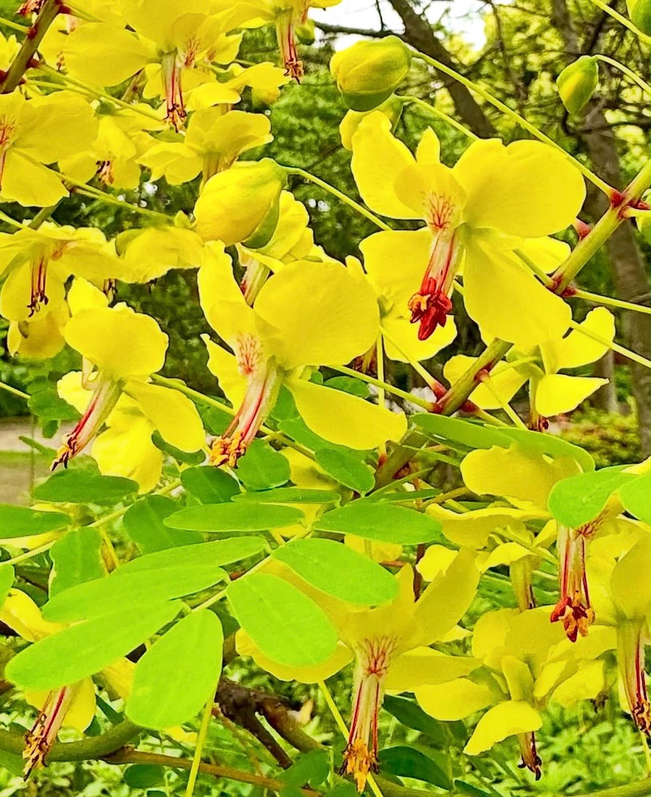 Sapan japonský - Caesalpinia decapetala var. japonica