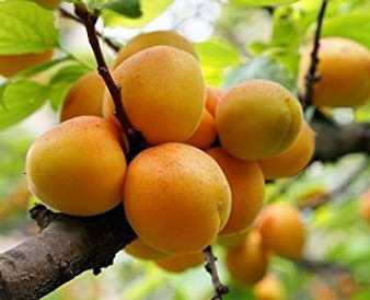 Meruňka mandžuská - Prunus mandshurica