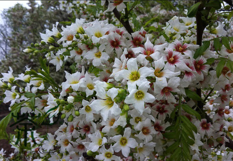 Žlutoroh jeřábolistý - Xanthoceras sorbifolium, "severský makadam"