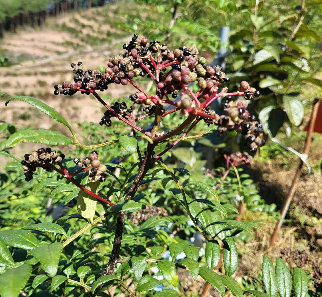 Žlutodřev lentyškolistý - Zanthoxylum schinifolium