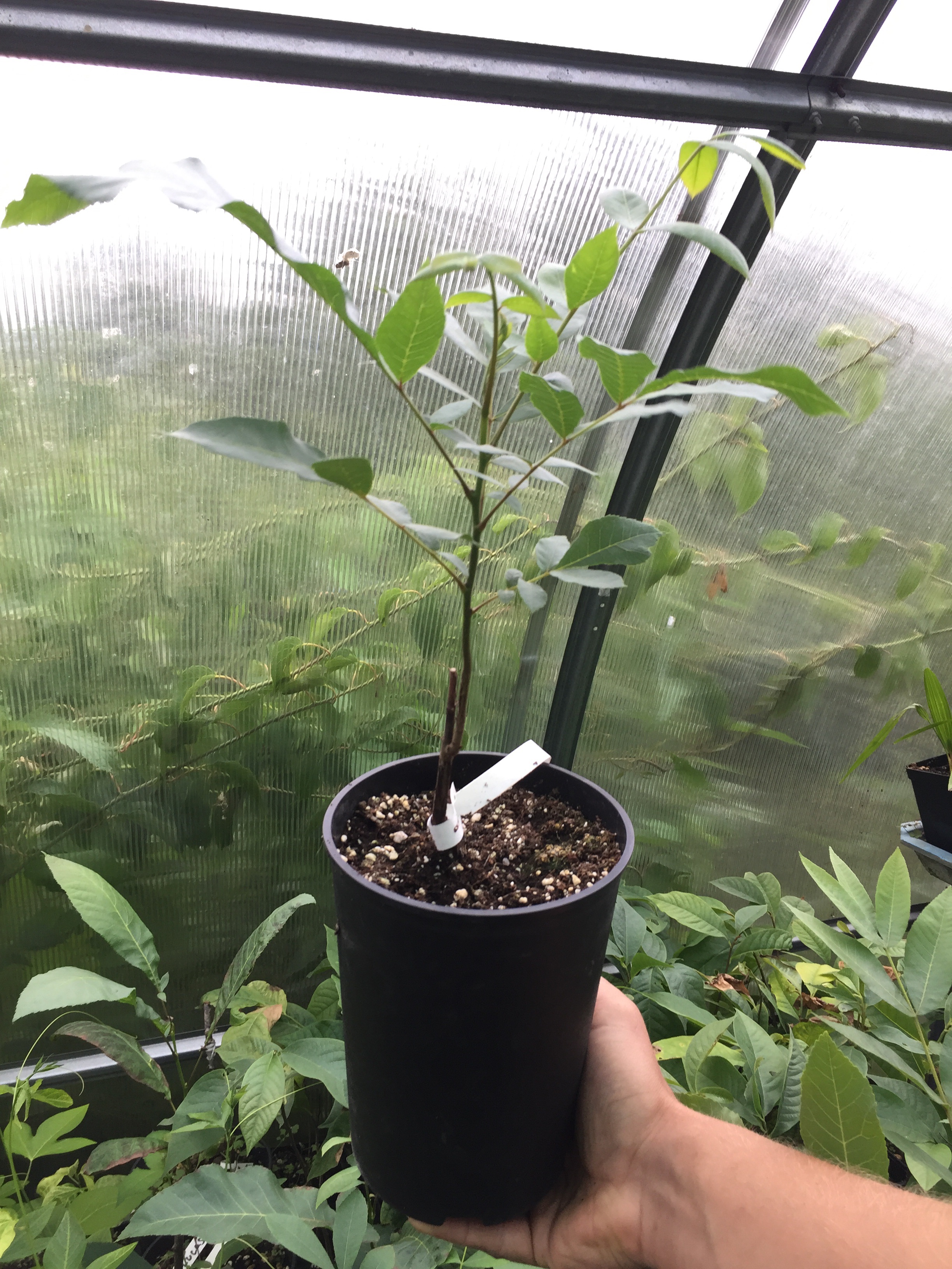 severský pekan - semenáče severských odrůd Carya illinoensis 40/60 cm k2l