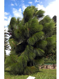 Borovice jün-nanská  - Pinus yunnanensis