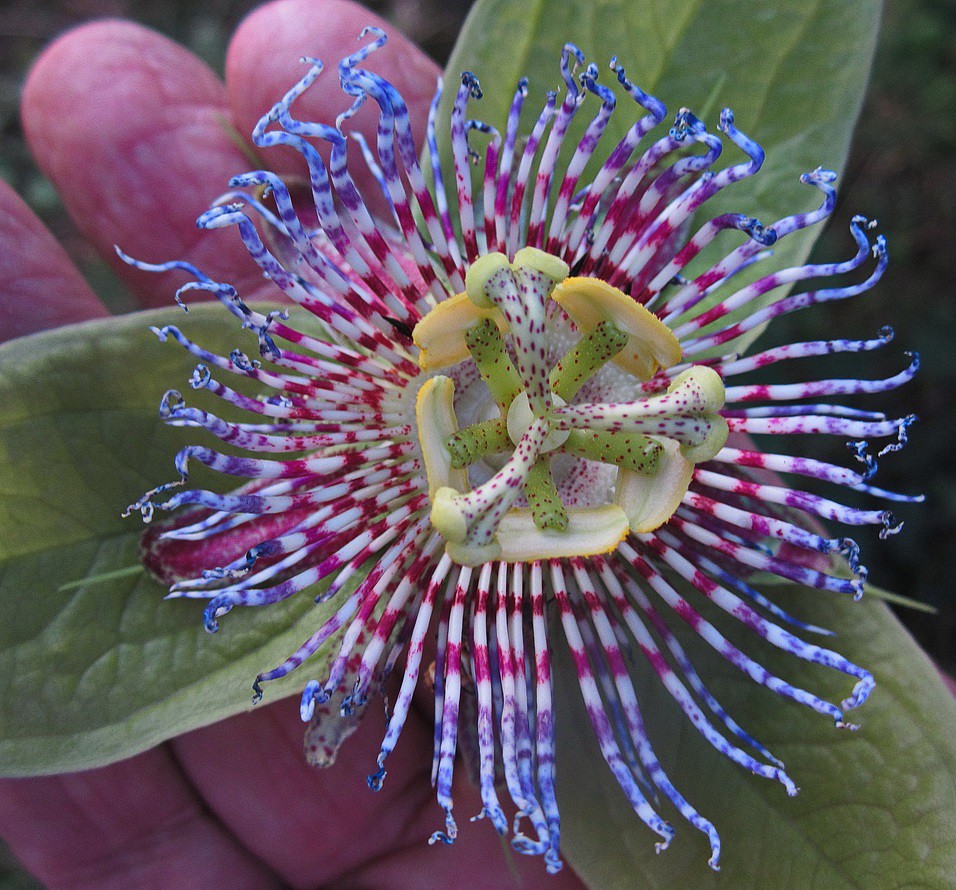 Mučenka jablkovitá - Passiflora maliformis