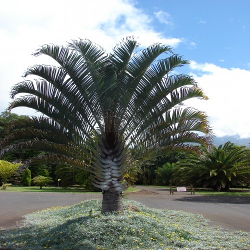 Dypsis decaryi, Triangle palm, 30 cm