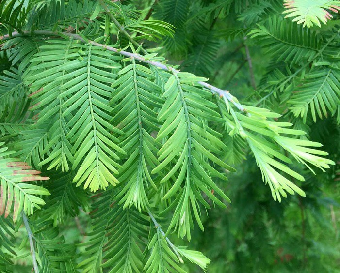 Metasekvoje čínská - Metasequoia glyptostroboides
