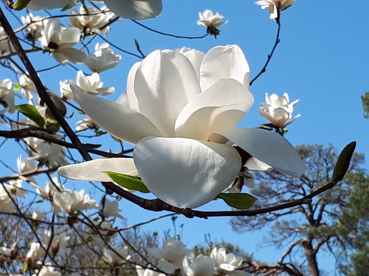 Magnolia veitchii x soulangeana 