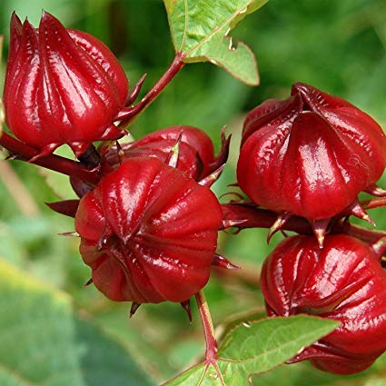 Ibišek súdánský - Hibiscus sabdariffa, 10 semen
