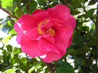 Kamélie japonská "Dr. King" - Camellia japonica