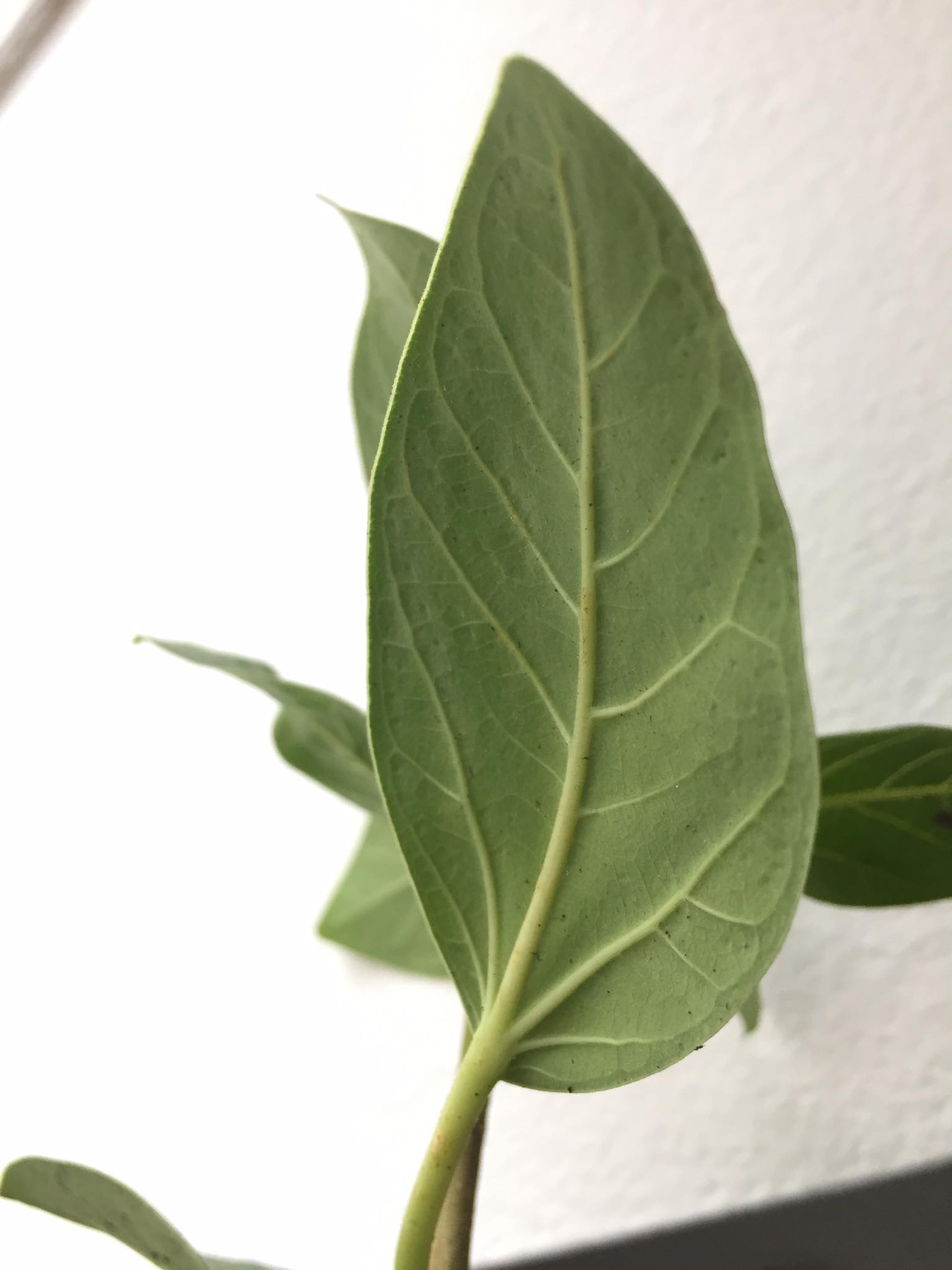 Ficus benghalensis - fíkovník banyán