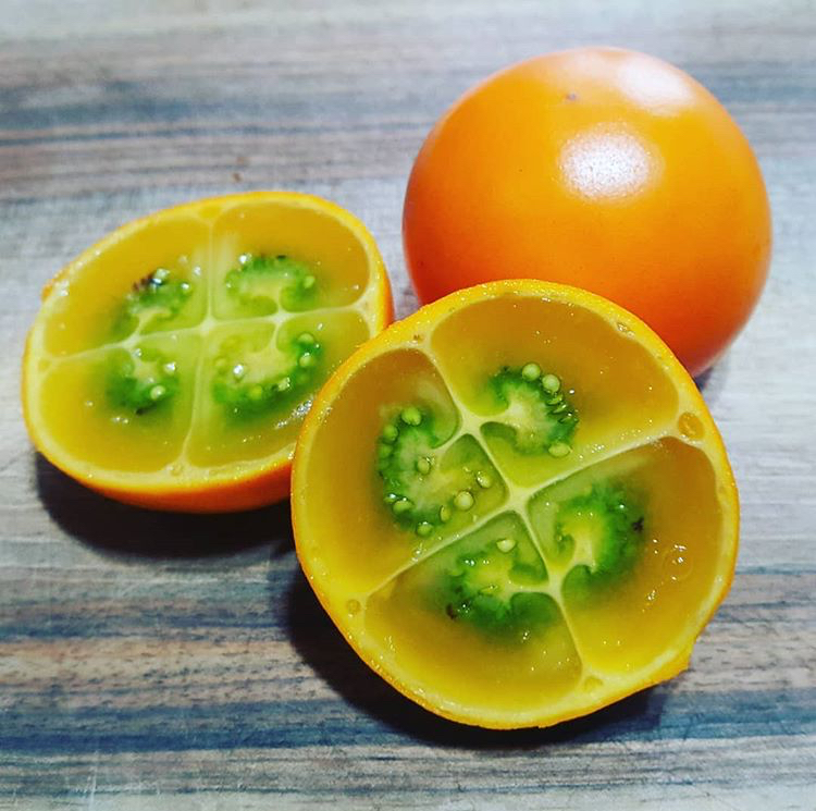 Narančila - Solanum quitoense