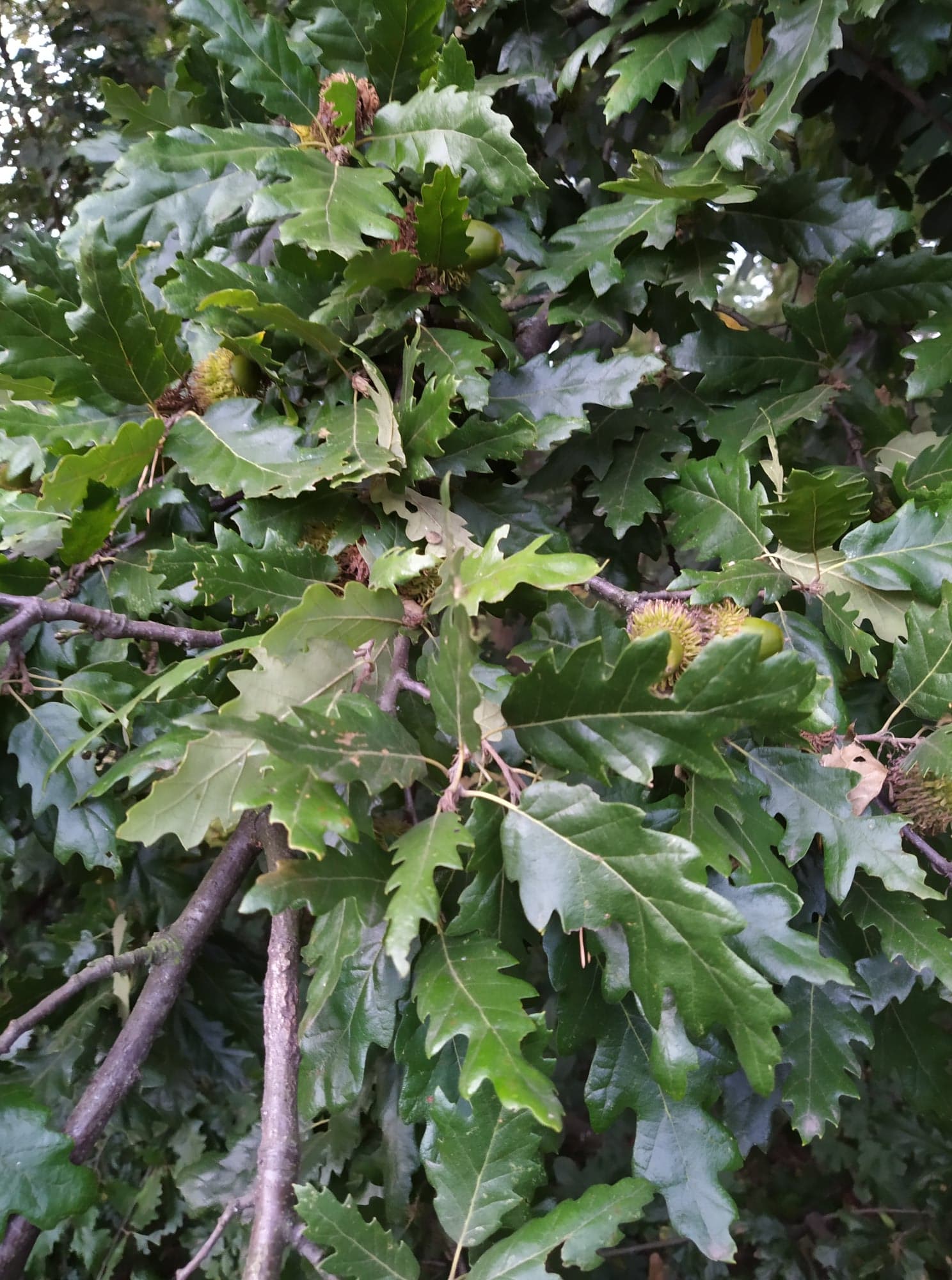 Dub cer (turecký) - Quercus cerris