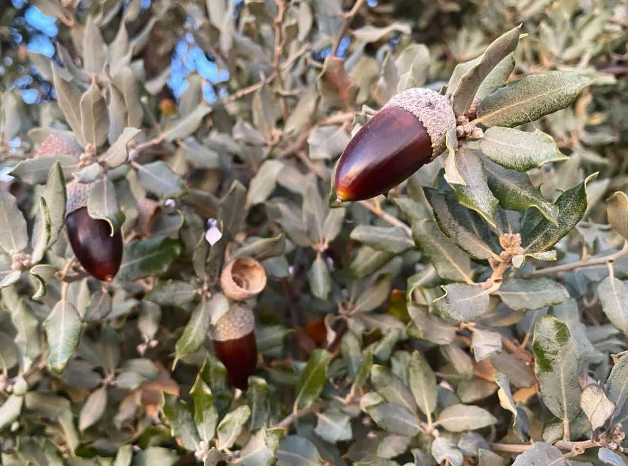 Dub okrouhlolistý (jedlý) - Quercus rotundifolia (=ballota)