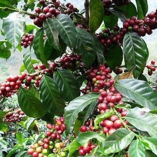 Kávovník - Coffea caturra