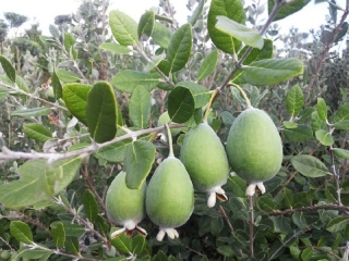 Fejchoa ovocná, semenáč odrůdy Coolidge - Feijoa sellowiana