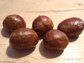 Kaštanovník vroubkovaný (japonský) - Castanea crenata 30/50 cm K1L