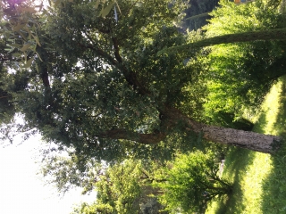 Dub korkový - Quercus suber X Tuber melanosporum