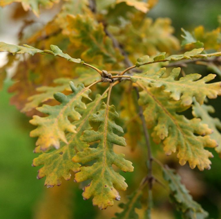 Dub jadranský - Quercus virgiliana X Tuber aestivalis var. uncinatum 20/25cm