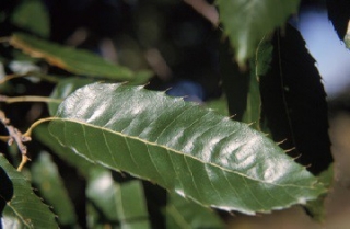 Dub nejšpičatější "Gobbler" - Quercus acutissima X Tuber a. uncinatum, 30/40 cm