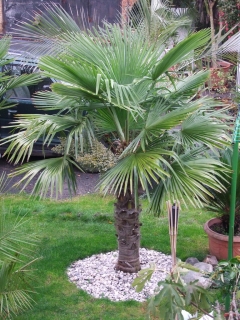 Trachycarpus fortunei, prostokořenné 3 leté, 3-5 listů, 30/40 cm, 20 kusů