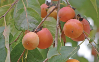 Tomel viržinský - Diospyros virginiana  30/40 cm