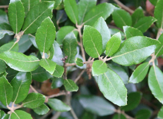 Dub jamovcolistý (stálezelený) - Quercus phillyreoides