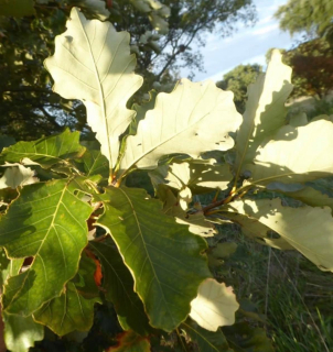 Dub dvoubarvý (jedlý) - Quercus bicolor, QuickPot