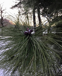Borovice těžká  - Pinus ponderosa 