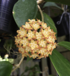 Hoya pentaphlebia - Řízek