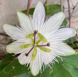 Mučenka modrá "Snow Queen" - Passiflora caerulea