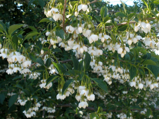 Sturač japonský - Styrax japonicus 40/60 cm