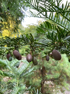 Hlavotis Fortuneův, "tisová švestka" - Cephalotaxus fortunei, 30/40 cm