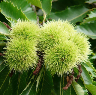 Kaštanovník, semenáč odrůdy "Carpenter" - Castanea mollissima x C. dentata, 40/50 cm