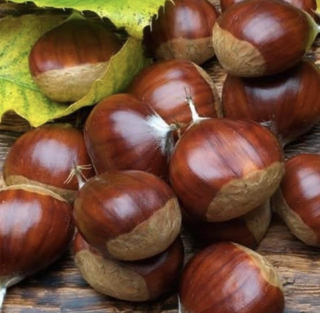 Kaštanovník, semenáč odrůdy "Marigoule"  - Castanea sativa x C. crenata