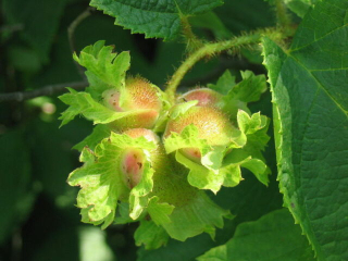 Líska americká - Corylus americana 40/50 cm