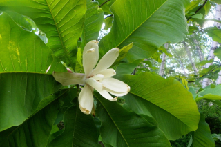 Magnolia tripetala Bloomfield - šácholan tříplátečný