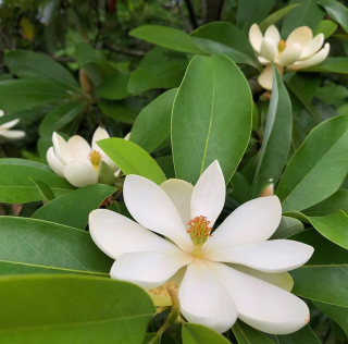 Magnolia virginiana, semenáč odrůdy Glauca - šácholan viržinský