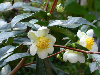 Čajovník čínský - Camellia sinensis, dvouleté, 20/25, K1l