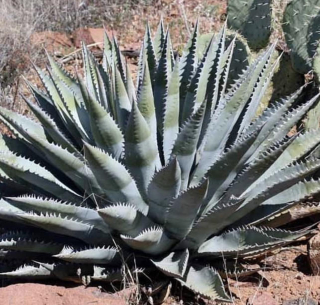 Agave chrysantha - dvouleté