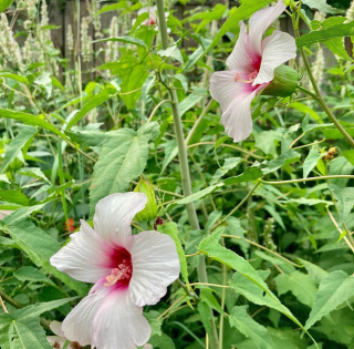 Hibiscus laevis