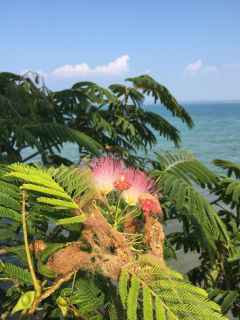 Albizia julibrissin Rosea