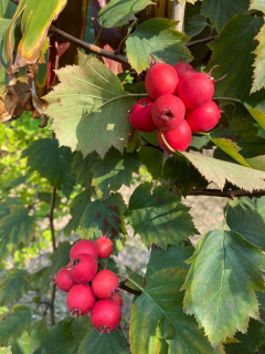 Hloh měkký - Crataegus mollis 50/60 cm