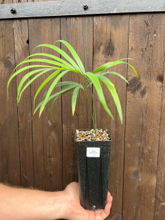 Cycas guizhouensis