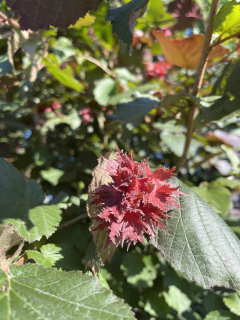 Líska turecká x obecná - Corylus x colurnoides, 8 semen