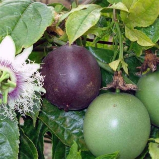 Marakuja, odrůda Frederick, řízkovaná - Passiflora edulis