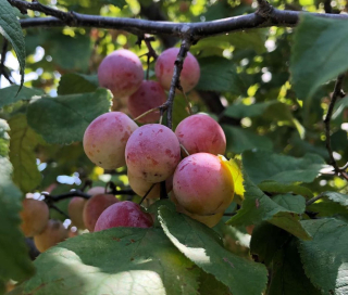 Švestkovišeň mexická - Prunus mexicana